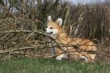 CORGI PEMBROKE 863